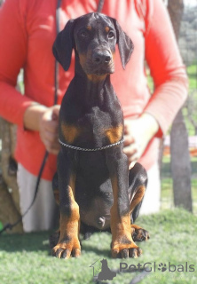 Photo №2 to announcement № 138232 for the sale of dobermann - buy in Italy from nursery