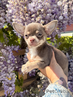 Photo №1. chihuahua - for sale in the city of Brno | negotiated | Announcement № 171203