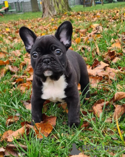 Photo №1. french bulldog - for sale in the city of Bielefeld | 380$ | Announcement № 128239