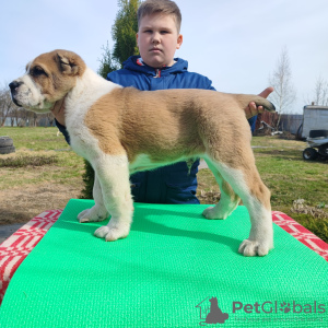 Photo №2 to announcement № 43649 for the sale of central asian shepherd dog - buy in Russian Federation private announcement