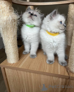 Photo №2 to announcement № 135776 for the sale of ragdoll - buy in United States breeder