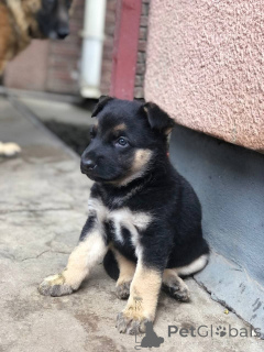 Photo №3. australian shepherd puppy for sale german shepherd puppy for sale german. Australia