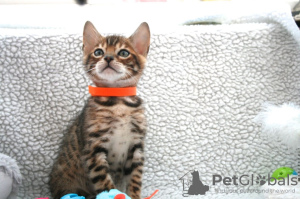 Photo №4. I will sell bengal cat in the city of Koblenz. private announcement - price - 370$