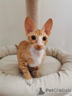 Photo №2 to announcement № 10703 for the sale of cornish rex - buy in Belarus from nursery