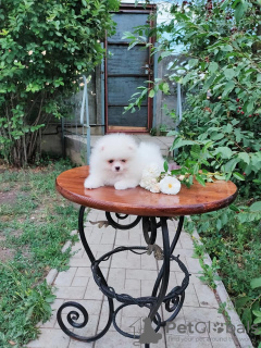 Photo №4. I will sell pomeranian in the city of Фредериксборг. private announcement - price - 600$
