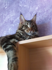 Photo №4. I will sell maine coon in the city of Tyumen. from nursery - price - negotiated