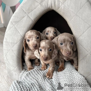 Photo №1. dachshund - for sale in the city of Амстердам | Is free | Announcement № 44003