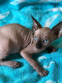 Photo №1. sphynx cat - for sale in the city of Москва | 200$ | Announcement № 2221