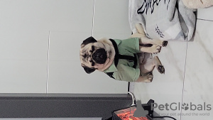 Photo №2 to announcement № 82509 for the sale of pug - buy in Turkey private announcement