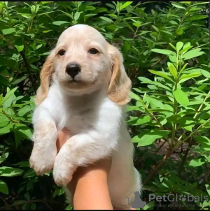 Photo №1. dachshund - for sale in the city of Springfield | 300$ | Announcement № 117690