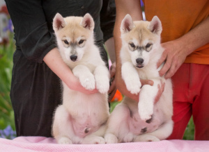 Additional photos: Puppies thoroughbred Siberian Husky