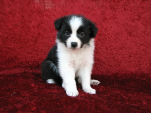 Photo №2 to announcement № 371 for the sale of border collie - buy in Russian Federation from nursery, breeder