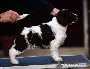 Additional photos: Spanish Water Dog puppies