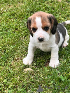Photo №2 to announcement № 139614 for the sale of beagle - buy in Serbia 