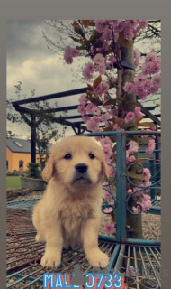Photo №2 to announcement № 51094 for the sale of golden retriever - buy in United States private announcement