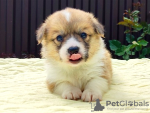Photo №2 to announcement № 19736 for the sale of welsh corgi - buy in Russian Federation from nursery, breeder