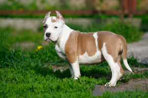 Additional photos: Puppy staffordshire terrier