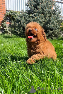 Photo №3. Vaccinated Toy Poodle puppies available now for you. Spain