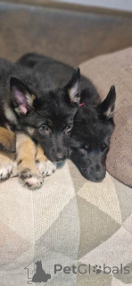 Photo №3. Deutscher Schäferhundwelpe zu verkaufen. Germany