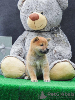 Additional photos: Shiba Inu puppies