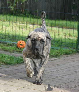 Photo №3. Presa Canario Puppies. Latvia