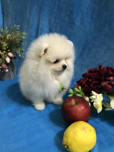 Photo №3. Pomeranian Spitz. Russian Federation