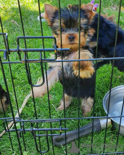 Photo №2 to announcement № 10841 for the sale of yorkshire terrier - buy in Russian Federation private announcement