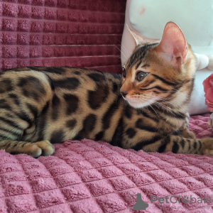 Photo №1. bengal cat - for sale in the city of Minsk | 470$ | Announcement № 15904