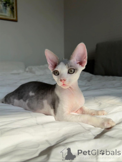 Photo №2 to announcement № 154285 for the sale of devon rex - buy in Germany private announcement