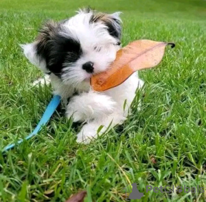 Photo №4. I will sell yorkshire terrier in the city of Paris. breeder - price - negotiated