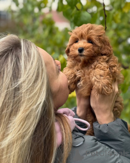 Photo №1. maltipu - for sale in the city of Reykjavík | negotiated | Announcement № 160071