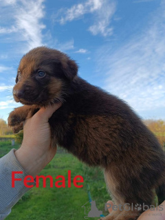 Additional photos: Liver German Shepherd puppies