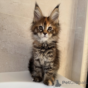 Photo №1. maine coon - for sale in the city of Prague | negotiated | Announcement № 171099