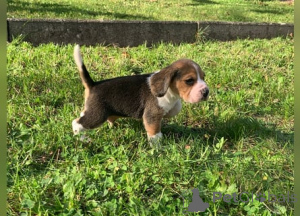 Photo №2 to announcement № 158171 for the sale of beagle - buy in Belgium private announcement, breeder