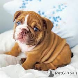 Photo №2 to announcement № 166578 for the sale of english bulldog - buy in Belgium private announcement, breeder