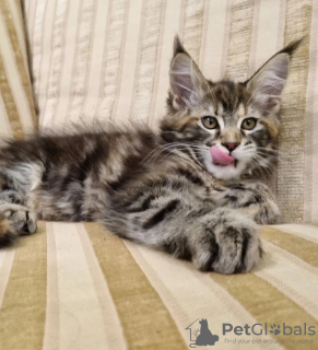 Photo №2 to announcement № 104303 for the sale of maine coon - buy in United States private announcement