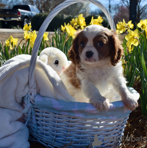 Photo №1. cavalier king charles spaniel - for sale in the city of Berlin | 158$ | Announcement № 109280