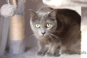 Photo №3. CUTE MALE AND FEMALE RUSSIAN BLUE KITTENS READY FOR NEW HOMES. France