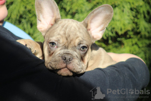 Photo №2 to announcement № 38113 for the sale of french bulldog - buy in Serbia breeder