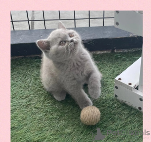 Photo №1. british shorthair - for sale in the city of Degerdal | 516$ | Announcement № 178127