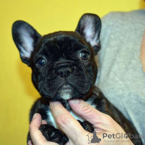 Photo №1. french bulldog - for sale in the city of Франкфурт-на-Майне | 280$ | Announcement № 119326