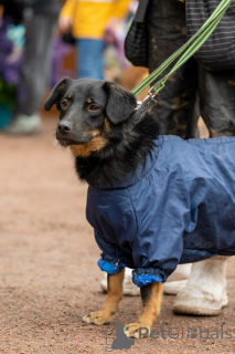 Photo №1.  - for sale in the city of St. Petersburg | negotiated | Announcement № 160576