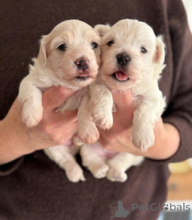 Photo №1. non-pedigree dogs - for sale in the city of BERNKASTEL-KUES | negotiated | Announcement № 166372