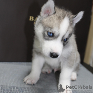 Additional photos: Siberian Husky puppies