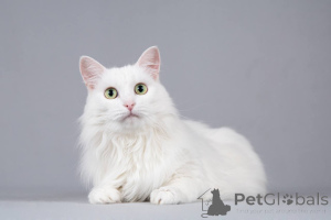 Photo №4. I will sell turkish angora in the city of Khimki. from the shelter - price - negotiated