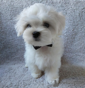 Photo №2 to announcement № 17334 for the sale of maltese dog - buy in Ukraine from nursery