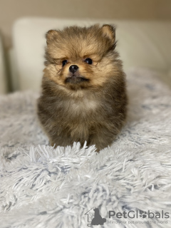 Photo №1. pomeranian - for sale in the city of Paris | 1040$ | Announcement № 29313