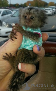 Photo №3. Lovely and well trained Marmoset/Capuchin monkey.. Sweden