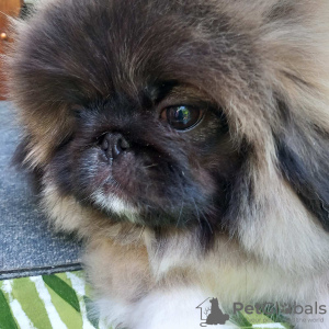 Additional photos: Pekingese puppies