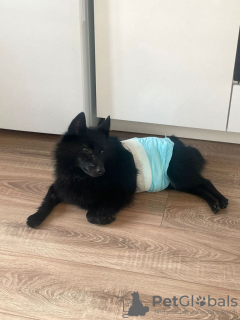 Photo №3. Schipperke Venya is looking for a home.. Russian Federation